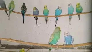 Budgie Colony #rainbowbudgies #budgies #budgiecolony