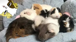 WARUM hat man noch mal Meerschweinchen, wenn die NICHTS können? - Outtakes und mehr 😆