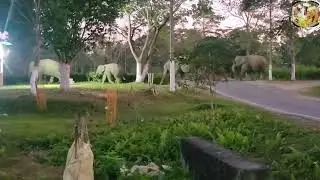 Wild elephant crossing village road 