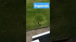 #squirrels #nature #squirrelsofinstagram #wildlife #animals #squirrellove  #photography #cute