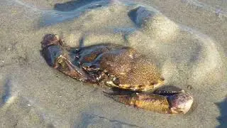 Burrowing Crab (2010)