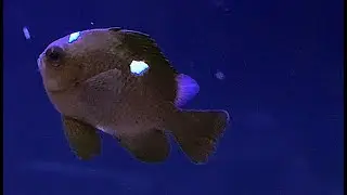 ミツボシクロスズメダイ　Threespot dascyllus　Dascyllus trimaculatus