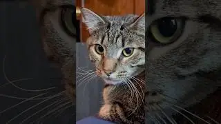 When Cats Explain Where They Came From 😹 #Shorts - Funny Cat Comedy Skit #catsofyoutube #cat