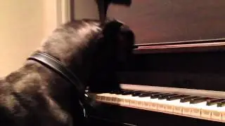 Turtle the Great Dane plays piano