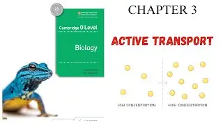 CHAPTER 3 | ACTIVE TRANSPORT | MOVEMENT OF MOLECULES | O LEVEL BIOLOGY 5090