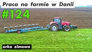 Praca na farmie w Danii #124 | Work on the farm in Denmark #124 orka zimowa winter plowing