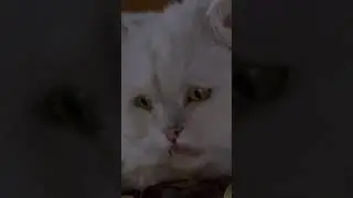 Stuart Little 2 - Snowbell &ldquo;Don&rsquo;t hurt me!&rdquo;