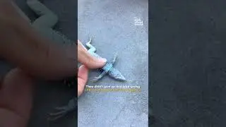 Little Lizard Is Given CPR | HERO of the Week