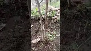 #Afforestation ❣️❣️❣️