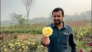 گلاب کے خوبصورت اور سستے پلانٹ لینے کے لیے رابطہ کریں سردار محمد بلال نرسری فارم پتوگی 03009483413
