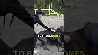 This Is Why Cane Corso Is Dangerous dog 😱 #shorts #canecorso #dog