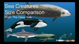 Sea Creatures Size Comparison From The Deep Sea