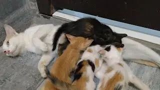 Feral Kittens Pushing Mother Down For Milk Mom Cat Cry When Kittens Bite Her