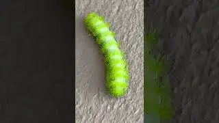 Lo Moth Caterpillar