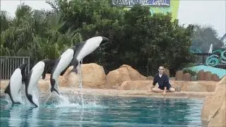 Commerson's Dolphin Training Session at Aquatica 6/7/12 (2)