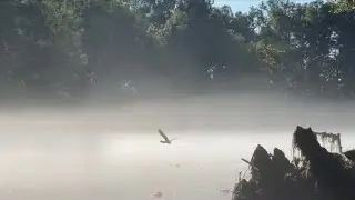 Learning to fly fish TRIP 2! New Species!