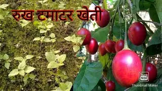 Tree tomato # रुख टमाटर खेती