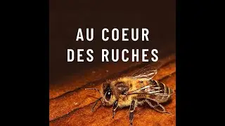 Immersion au cœur des ruches – Silence, ça butine