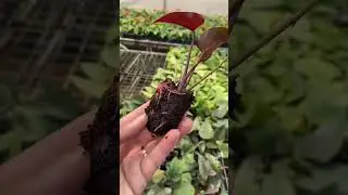 Rare imported anthurium plant online shopping #garden #anthurium #plants #gardening #flowers
