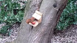 Eichh&ouml;rnchen an der Futterstation