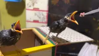 Rescued Mynah baby hand feeding .
