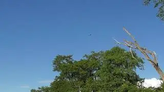 Wahlbergh&acute;s Eagle circling above us