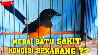 🔴 MURAI BATU SAKIT, KONDISI SEKARANG GUYS ‼️ || Eps. 8 || GIBRAN 17 BIRD FARM #birds