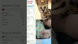 Кошки получают результаты генетических тестов