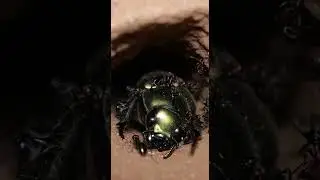 Army Ants vs  Large Beetle   This video shows a gripping underground encounter between army ants