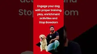 Is Your Dog Bored? 🐶 Here&rsquo;s What Happens When They Are! 🚫
