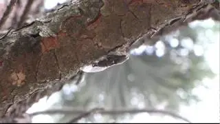 thelope.com - T. pruinosus cicada calls (10-08-16 004.MOV)