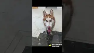 thumak thumak #harry #husky #mydog #cute # funny🤣🤣😝😜