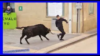 CARIÑENA ( ZARAGOZA ) TARDE VACAS EN LA CALLE ( DOMINGO 29 ENERO 2023 ) GAND.JAVIER SORIA