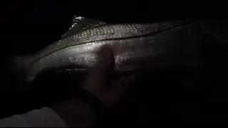 How To Catch Snook at Night with Live Bait (Skyway Fishing Pier)