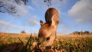 Knole Park Deer - Oh Dear