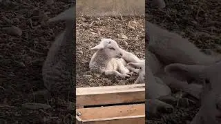 Nap time