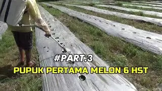 LANJUT PART. 3 🔴 RACIKAN  PUPUK PERTAMA MELON 6 HST