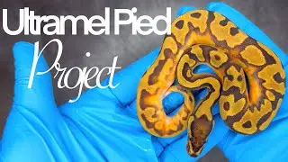 Did we produce a Super Enchi Ultramel Pied!?