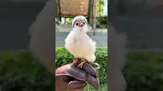 #mostbeautifulbird#subhanallah#Allahkiqudrat#beauty#cute#bestshorts#army#birdsounds#humtum