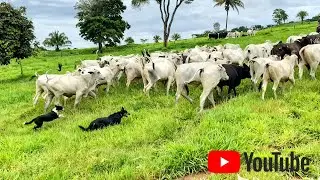 Equipe Canil Cão de Boi atravessando a boiada no rio e fechando na remanga