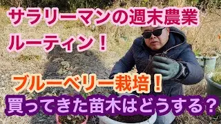 サラリーマンの週末農業ルーティン！ブルーベリー栽培！買ってきた苗木はどうする？