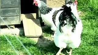 Chook Chook Chook