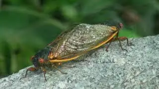 Mating insects: males guarding mates