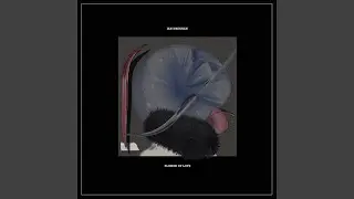 Nymphaeaceae