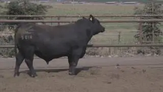 Lot 7 - VAR Discovery 5018 -- Vintage Angus Ranch