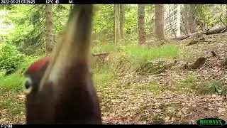 Schwarzspecht h&auml;mmert an Fotofalle