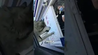 Этот хаски заказал себе щенячий кубок! &mdash; закадровый голос RxCKSTxR