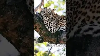 Relaxing Leopard, Soothing Relaxation Sounds,calm #relaxing #nature #globalrelaxationtv #animals