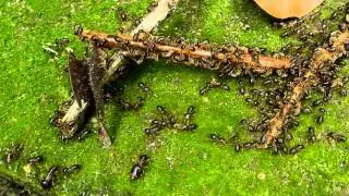 Macrotermes carbonarius (D)