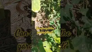 #garden #pollinators #sunflowers #bees #bumblebees #offgridfarm #offgridgarden #snakes #gardersnake